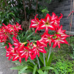 Cream stripes on red flowers，Bare Root Bulb，Beautiful Amaryllis for Indoor & Outdoor Planting，16–24" Tall ，Bulb Size 24-26cm - Image 5
