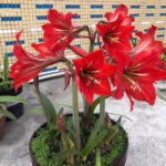 Cream stripes on red flowers，Bare Root Bulb，Beautiful Amaryllis for Indoor & Outdoor Planting，16–24" Tall ，Bulb Size 24-26cm