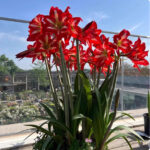Cream stripes on red flowers，Bare Root Bulb，Beautiful Amaryllis for Indoor & Outdoor Planting，16–24" Tall ，Bulb Size 24-26cm - Image 2