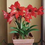 Cream stripes on red flowers，Bare Root Bulb，Beautiful Amaryllis for Indoor & Outdoor Planting，16–24" Tall ，Bulb Size 24-26cm - Image 3