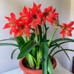 Cream stripes on red flowers，Bare Root Bulb，Beautiful Amaryllis for Indoor & Outdoor Planting，16–24" Tall ，Bulb Size 24-26cm - Image 4
