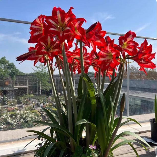 Amaryllis Bulbs for Planting – Large Blooms