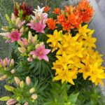 Asiatic Lilies Mix(Fragrant lily)- Freshly Dug Perennial Lily Flower Bulbs