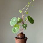 Green Stephania Erecta Live Plant,Stephania Erecta Plant Bulb,Low-Maintenance Indoor Greenery ,Suitable for Desks, Shelves & Modern Decoration,Great Botanical Gift - Image 3