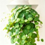 Green Stephania Erecta Live Plant,Stephania Erecta Plant Bulb,Low-Maintenance Indoor Greenery ,Suitable for Desks, Shelves & Modern Decoration,Great Botanical Gift - Image 4