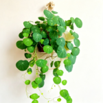 Green Stephania Erecta Live Plant,Stephania Erecta Plant Bulb,Low-Maintenance Indoor Greenery ,Suitable for Desks, Shelves & Modern Decoration,Great Botanical Gift - Image 8