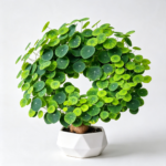 Green Stephania Erecta Live Plant,Stephania Erecta Plant Bulb,Low-Maintenance Indoor Greenery ,Suitable for Desks, Shelves & Modern Decoration,Great Botanical Gift - Image 7