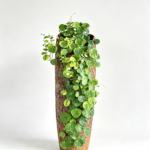 Green Stephania Erecta Live Plant,Stephania Erecta Plant Bulb,Low-Maintenance Indoor Greenery ,Suitable for Desks, Shelves & Modern Decoration,Great Botanical Gift - Image 6