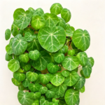 Green Stephania Erecta Live Plant,Stephania Erecta Plant Bulb,Low-Maintenance Indoor Greenery ,Suitable for Desks, Shelves & Modern Decoration,Great Botanical Gift - Image 5