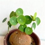 Green Stephania Erecta Live Plant,Stephania Erecta Plant Bulb,Low-Maintenance Indoor Greenery ,Suitable for Desks, Shelves & Modern Decoration,Great Botanical Gift