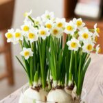 Aromatic Narcissus - Daffodil Bulbs for Fall Planting - Image 4
