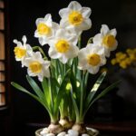 Aromatic Narcissus - Daffodil Bulbs for Fall Planting - Image 3