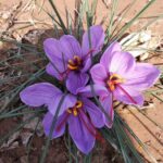 Saffron Sativus Crocus Corms - Large Corms for Planting - Premium Crocus Sativus Bulbs - Image 3
