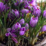 Saffron Sativus Crocus Corms - Large Corms for Planting - Premium Crocus Sativus Bulbs - Image 4