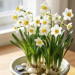Aromatic Narcissus - Daffodil Bulbs for Fall Planting - Image 2