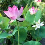 Mixed Bowl Lotus Seeds - Water Lily Flower Plant Seed - Home Garden Plant Seeds Aquatic Fresh Garden Seeds for Home - Image 4
