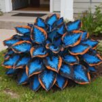 Rare Hosta Seeds Hosta Seeds Perennial Heart - Rich Foliage, Heart Shaped Leaves, Outdoor Garden - Image 2