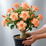 Desert Rose Seed - Adenium Obesum Seeds - Desert Rose Flowering Succulent Caudex Plant - Bonsai Indoor Exotic - Image 4