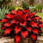 Rare Hosta Seeds Hosta Seeds Perennial Heart - Rich Foliage, Heart Shaped Leaves, Outdoor Garden - Image 4
