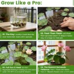 Mixed Bowl Lotus Seeds - Water Lily Flower Plant Seed - Home Garden Plant Seeds Aquatic Fresh Garden Seeds for Home - Image 6