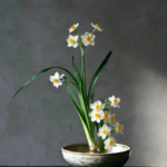 Aromatic Narcissus - Daffodil Bulbs for Fall Planting
