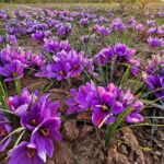 Saffron Sativus Crocus Corms - Large Corms for Planting - Premium Crocus Sativus Bulbs