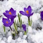 Saffron Sativus Crocus Corms - Large Corms for Planting - Premium Crocus Sativus Bulbs - Image 2