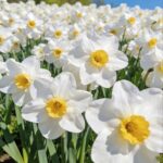 Aromatic Narcissus - Daffodil Bulbs for Fall Planting - Image 5