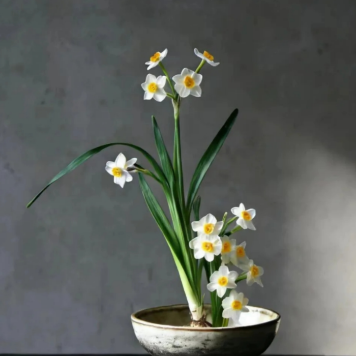 Aromatic Narcissus