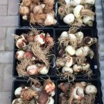 Red Amaryllis Flower Bulbs – Perennial, Easy Care, Beautiful Blooms - Image 6