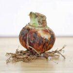 Red Amaryllis Flower Bulbs – Perennial, Easy Care, Beautiful Blooms - Image 5