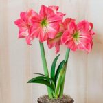 Premium Amaryllis Bulbs – Giant Blooms, Ships Ready to Plant