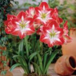 Amaryllis Bulbs for Sale – Large Premium Flowering Bulbs, Easy to Grow Indoors, Vibrant Blooms, Perfect for Winter Forcing & Holiday Gifts - Image 6