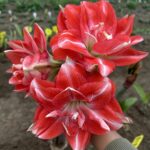 Premium Amaryllis Bulbs – Giant Blooms, Ships Ready to Plant - Image 5