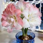 Amaryllis Bulbs for Sale – Large Premium Flowering Bulbs, Easy to Grow Indoors, Vibrant Blooms, Perfect for Winter Forcing & Holiday Gifts - Image 4