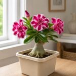 Desert Rose Plant – Adenium Obesum, Stunning Blooms, Easy Care Succulent - Image 5