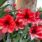 Premium Amaryllis Bulbs – Giant Blooms, Ships Ready to Plant - Image 3