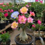 Desert Rose Plant – Live Adenium, Sculptural Caudex, Vivid Blooms
