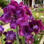 Premium Amaryllis Bulbs – Giant Blooms, Ships Ready to Plant - Image 4
