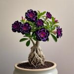 Desert Rose Plant – Live Adenium, Sculptural Caudex, Vivid Blooms - Image 3