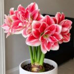 Premium Amaryllis Bulbs – Giant Blooms, Ships Ready to Plant - Image 6