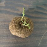Stephania Erecta Bulbs – Easy Care Rare Caudex Plant, Low Maintenance Houseplant - Image 7