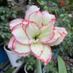 Amaryllis Bulbs for Sale – Large Premium Flowering Bulbs, Easy to Grow Indoors, Vibrant Blooms, Perfect for Winter Forcing & Holiday Gifts - Image 2