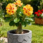 Desert Rose Live Plant – Flowering Succulent for Pots & Patio, Vibrant Blooms & Sculptural Caudex - Image 6