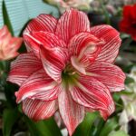 Amaryllis Bulbs for Sale – Large Premium Flowering Bulbs, Easy to Grow Indoors, Vibrant Blooms, Perfect for Winter Forcing & Holiday Gifts - Image 3