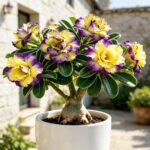 Desert Rose Live Plant – Flowering Succulent for Pots & Patio, Vibrant Blooms & Sculptural Caudex - Image 3