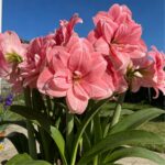 Amaryllis Bulbs for Sale – Large Premium Flowering Bulbs, Easy to Grow Indoors, Vibrant Blooms, Perfect for Winter Forcing & Holiday Gifts