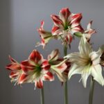 Amaryllis Flower Bulbs for Sale – Large Size, Fast Growing, Indoor Blooms - Image 2