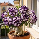 Desert Rose Plant - Adenium Desert Rose Caudex - Rare Color Blooms, Eye-Catching Flowers - Image 2
