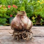 Amaryllis Bulbs for Sale – Large Premium Flowering Bulbs, Easy to Grow Indoors, Vibrant Blooms, Perfect for Winter Forcing & Holiday Gifts - Image 7